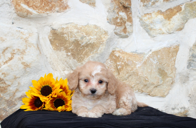 puppy, for, sale, Pomsky F1B, Matthew B. Stoltzfus, dog, breeder, Gap, PA, dog-breeder, puppy-for-sale, forsale, nearby, find, puppyfind, locator, puppylocator, aca